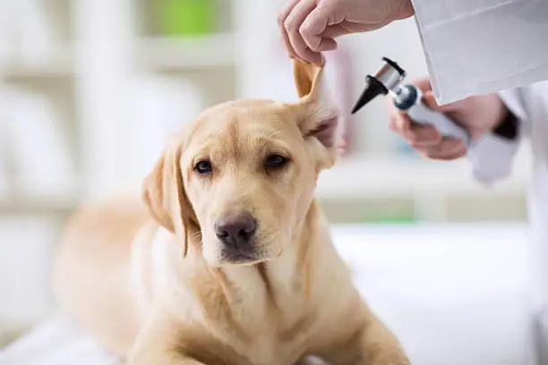 Assistência pet