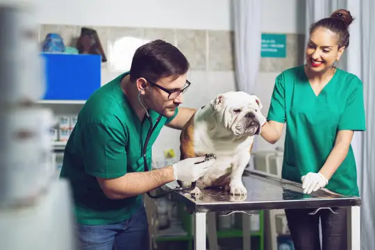 Imagem ilustrativa de Convênio animal em Recife