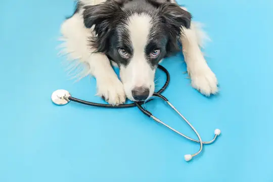 Convênio para cachorro em João Pessoa