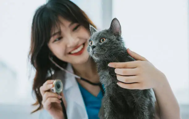 Convênio para gatos em Recife