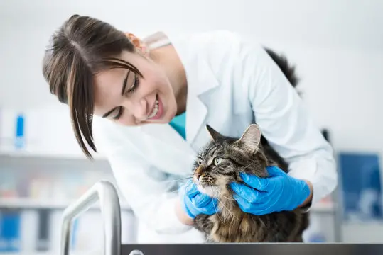 Convênio veterinário pet