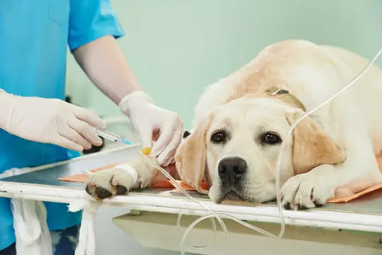 Plano médico para cachorro