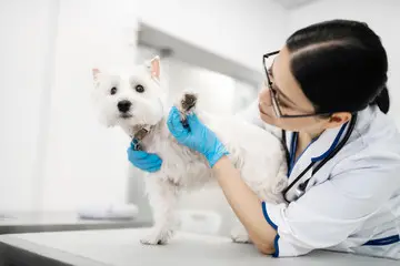 Plano de saúde para animais de estimação
