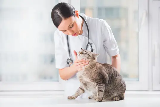 Plano de saúde para animais em João Pessoa