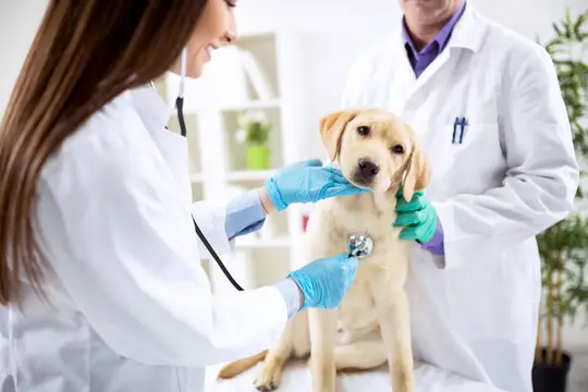 Plano de saúde cães em João Pessoa