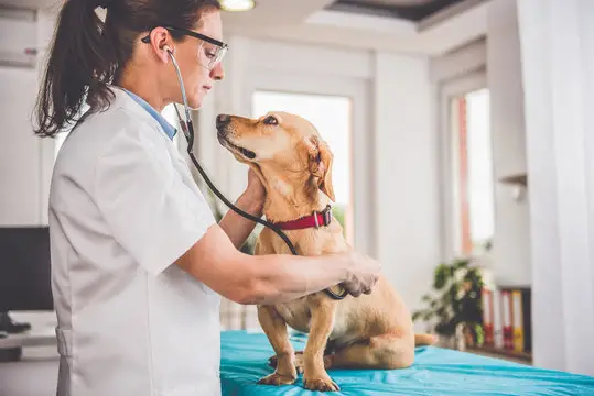 Plano de saúde cães em Recife