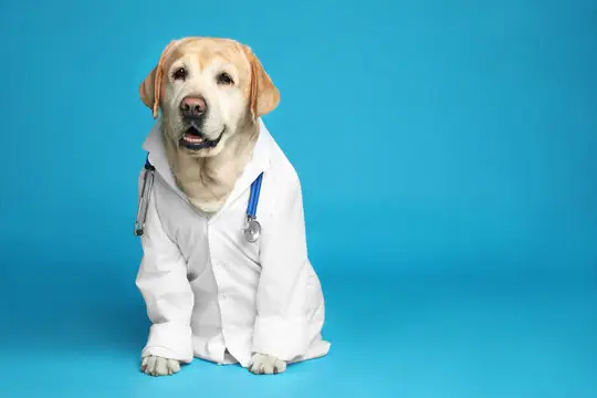 Plano veterinário para cachorro em Recife